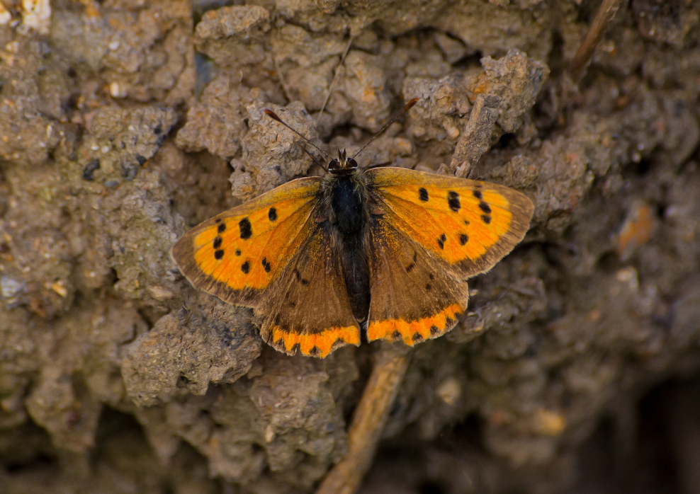 Identify British Butterflies | The Wildlife Trusts